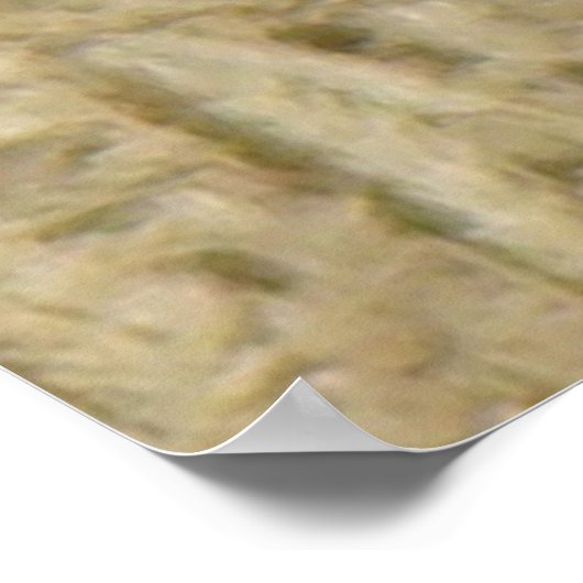 B35 Ferruginous Hawk im Weizenfeld Poster (Ecke)