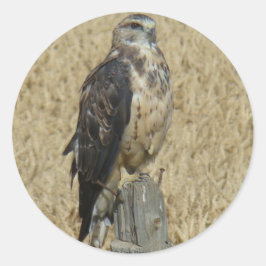 B35 Ferruginous Hawk im Weizenfeld Runder Aufkleber