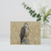 B35 Ferruginous Hawk Postkarte (Stehend Vorderseite)