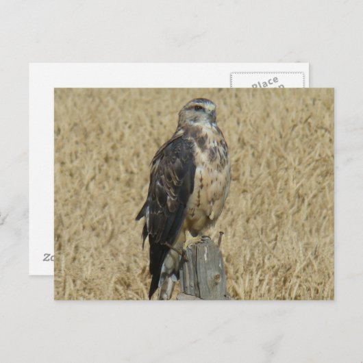 B35 Ferruginous Hawk Postkarte (Vorne/Hinten)