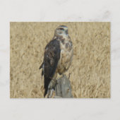 B35 Ferruginous Hawk Postkarte (Vorderseite)