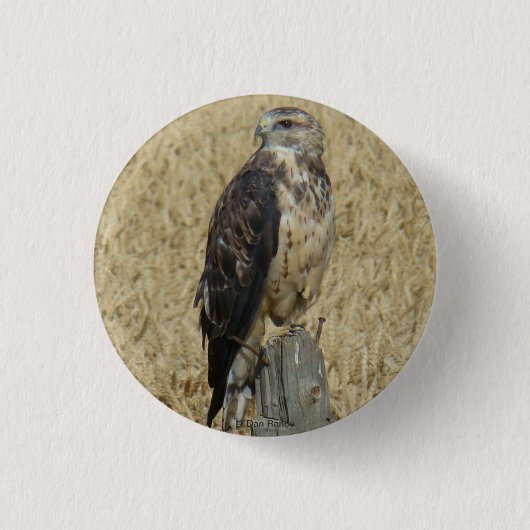 B36 Ferruginous Hawk im Weizenfeld Button (Vorderseite)