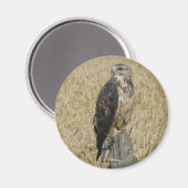 B36 Ferruginous Hawk im Weizenfeld Magnet (Vorderseite/Rückseite)