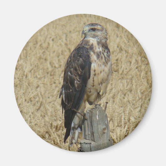 B36 Ferruginous Hawk im Weizenfeld Magnet (Vorne)