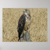 B36 Ferruginous Hawk im Weizenfeld Poster (Vorne)