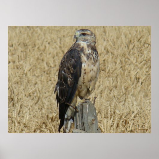 B36 Ferruginous Hawk im Weizenfeld Poster (Vorne)