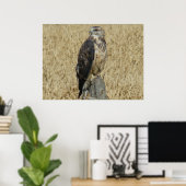 B36 Ferruginous Hawk im Weizenfeld Poster (Heimbüro)