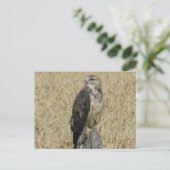 B36 Ferruginous Hawk Postkarte (Stehend Vorderseite)