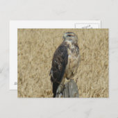 B36 Ferruginous Hawk Postkarte (Vorne/Hinten)
