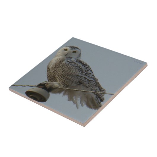 B38 Schneeauwl Fliese (Seite)