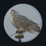 B38 Schneeauwl Magnet<br><div class="desc">Snowy Owl Magnet.</div>