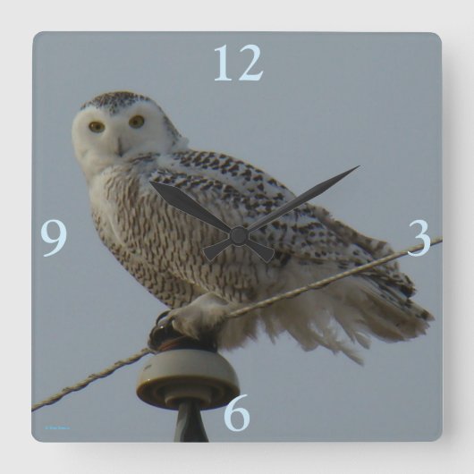 B38 Schneeauwl Quadratische Wanduhr (Vorderseite)