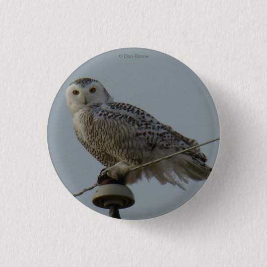 B38 Schneeeule Button (Vorderseite)