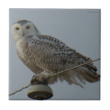 B38 Schneeeule