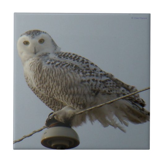 B38 Schneeeule Fliese (Vorderseite)