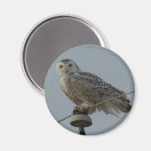 B38 Schneeeule Magnet (Vorderseite/Rückseite)