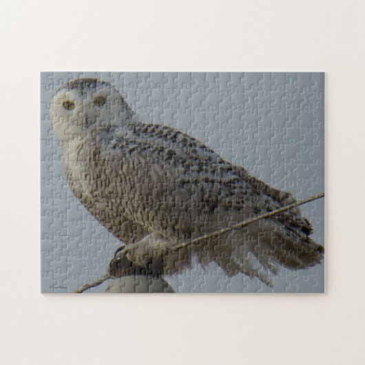 B38 Schneeeule Puzzle (Horizontal)