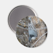 B39 Rotbrüste Magnet (Vorderseite/Rückseite)