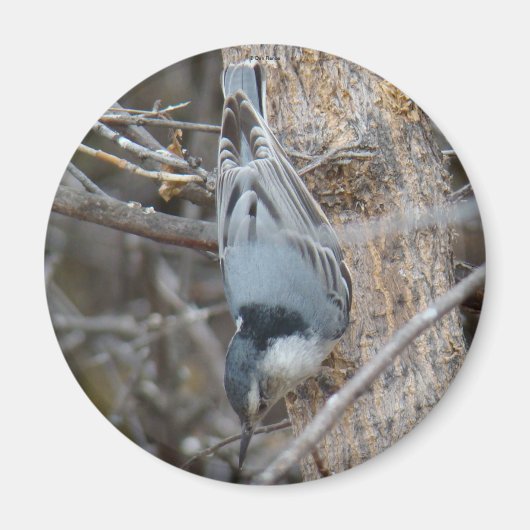 B39 Rotbrüste Magnet (Vorne)