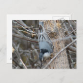 B39 Rotbrüste Postkarte (Vorne/Hinten)