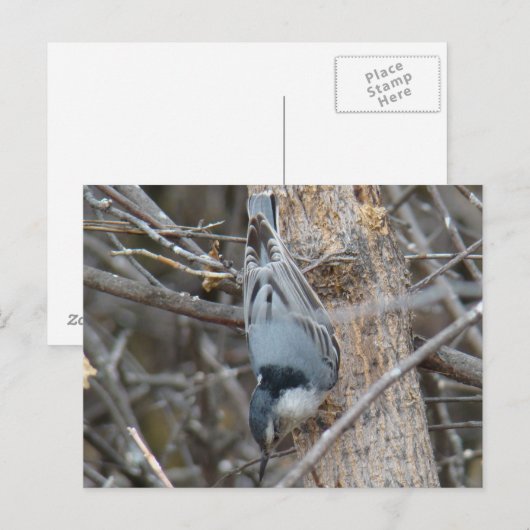 B39 Rotbrüste Postkarte (Vorne/Hinten)