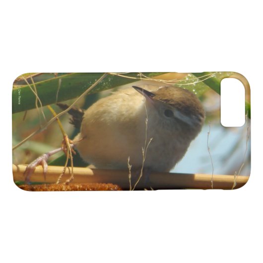 B3 Marsh Wren in Cattails Case-Mate iPhone Hülle (Rückseite (Horizontal))