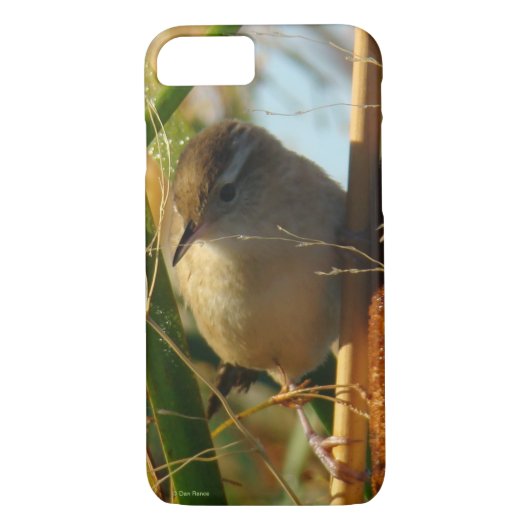B3 Marsh Wren in Cattails Case-Mate iPhone Hülle (Rückseite)