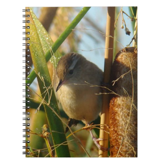 B3 Marsh Wren in Cattails Notizblock (Vorderseite)