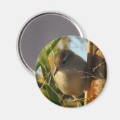 B3 Marsh Wren Magnet (Vorderseite/Rückseite)