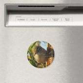 B3 Marsh Wren Magnet (In Situ (Geschirrspüler))