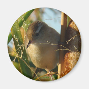 B3 Marsh Wren Magnet