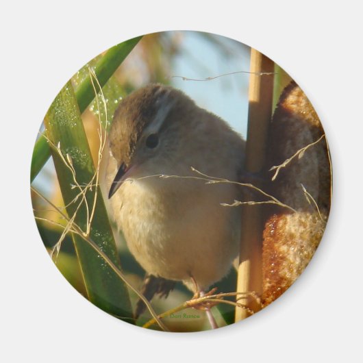 B3 Marsh Wren Magnet (Vorne)