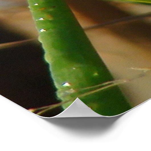 B3 Marsh Wren Poster (Ecke)