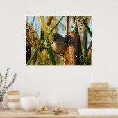 B3 Marsh Wren Poster (Küche)