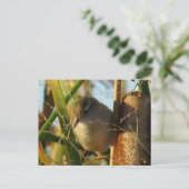 B3 Marsh Wren Postkarte (Stehend Vorderseite)