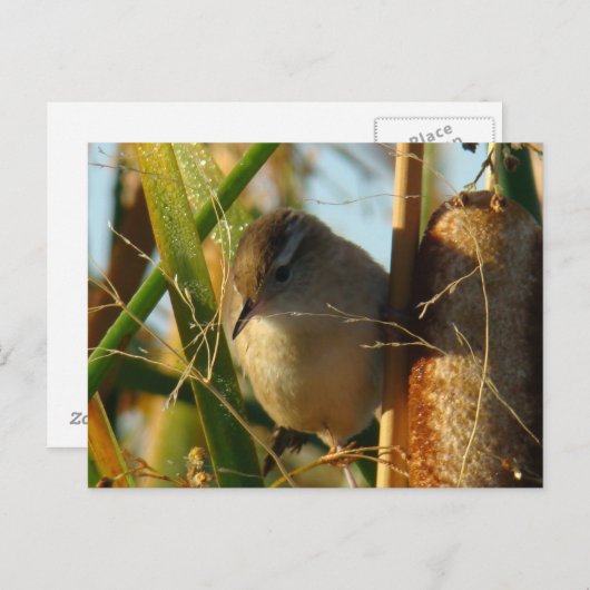 B3 Marsh Wren Postkarte (Vorne/Hinten)