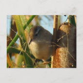 B3 Marsh Wren Postkarte (Vorderseite)