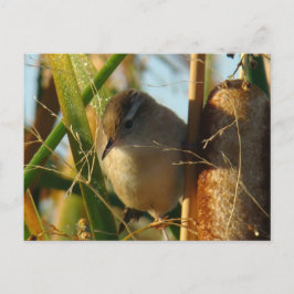 B3 Marsh Wren Postkarte