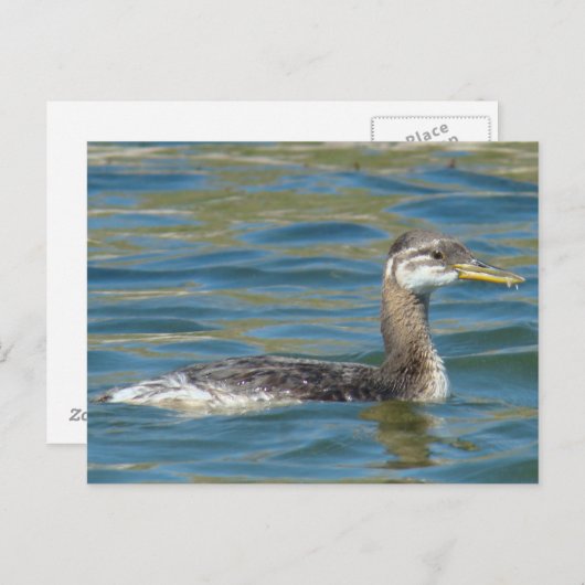 B40 Rothalskraut Postkarte (Vorne/Hinten)