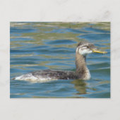 B40 Rothalskraut Postkarte (Vorderseite)