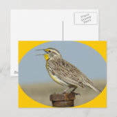 B42 Western Meadowlark Postkarte (Vorne/Hinten)