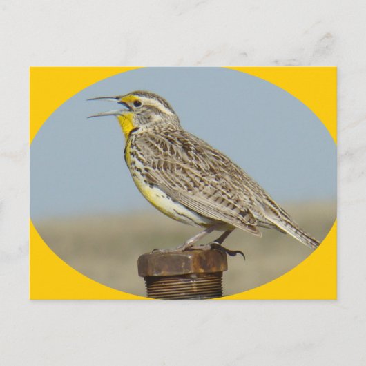 B42 Wiesenstärling Postkarte (Vorderseite)