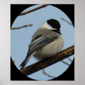 B43 Schwarze Chickade Poster (Vorne)