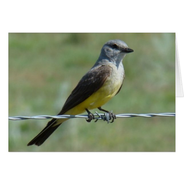 B44 Western Kingbird (Vorderseite (Horizontal))