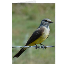 B44 Western Kingbird