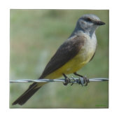 B44 Western Kingbird Fliese (Vorderseite)