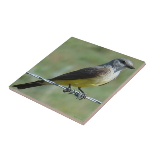 B44 Western Kingbird Fliese (Seite)