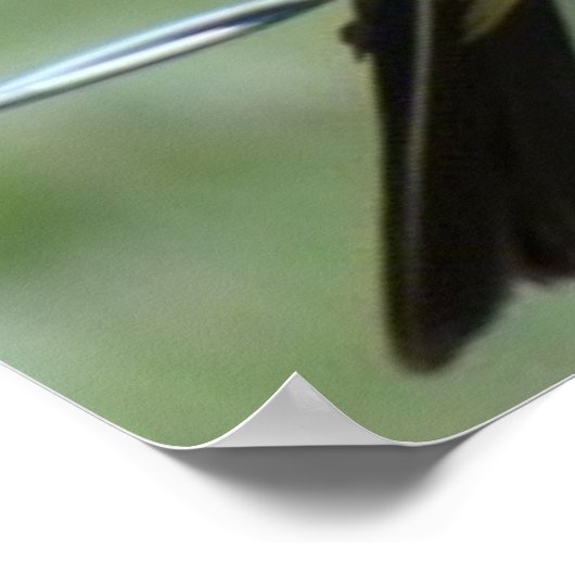 B44 Western Kingbird Poster (Ecke)