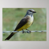 B44 Western Kingbird Poster (Vorne)