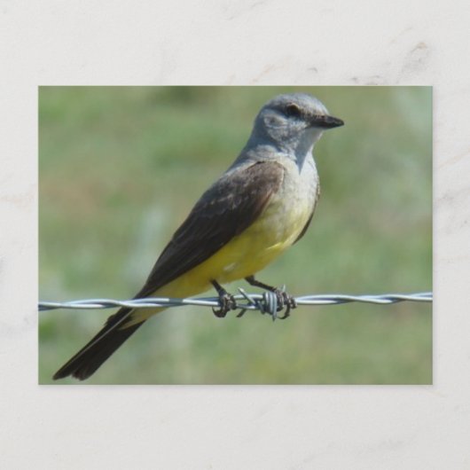 B44 Western Kingbird Postkarte (Vorderseite)